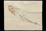 Cretaceous Viper Fish (Prionolepis) - Lebanon #163544-1